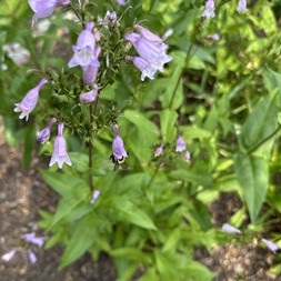 Penstemon calycosus (calico beardtongue)